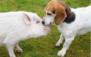 猪与狗相配婚姻如何