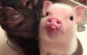 猪跟猪适合做夫妻俩吗