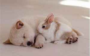 为什么兔和狗才是一对(属兔和属狗的人婚姻合不合)