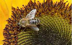 关于蜜蜂的八字成语(蜜蜂的成语有哪些)
