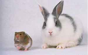 兔和鼠的属相合不合