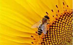 梦到蜜蜂