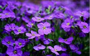 梦见紫色的花