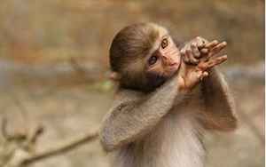 属猴的是哪一年出生