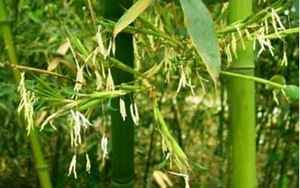 风水学竹子开花意味着什么
