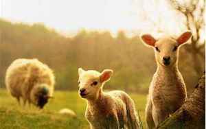 羊宝宝几月出生最好命