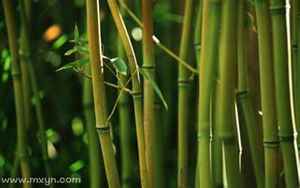 梦见竹子是什么预兆
