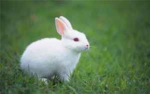 梦到兔子生了好多小兔子