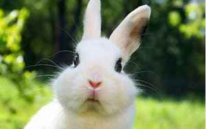 兔子多久可以生小兔子