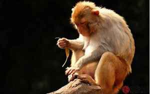 猴男猴女适合做夫妻吗
