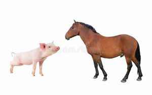 马和猪