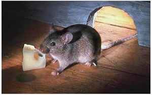 家里出现老鼠是吉是凶