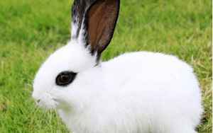 63年属兔人寿命有多长