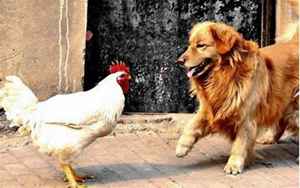 鸡和狗