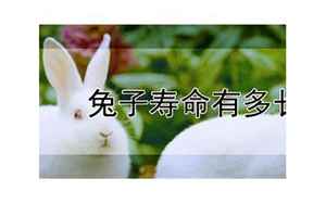兔子的寿命有多长