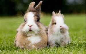 兔跟兔婚姻相配吗