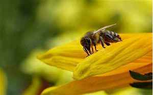 梦见好多蜜蜂是什么预兆