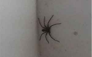 家里有黑蜘蛛代表什么