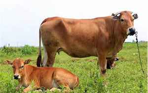孕妇梦见牛一定生女儿