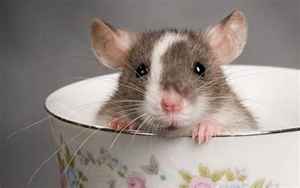 家里有老鼠的十种征兆