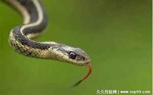 什么蛇是苦命蛇