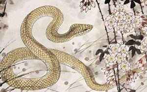 属蛇的本命年是哪一年