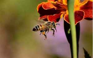 梦见蜂子蛰自己是什么预兆
