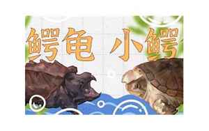 中国允许养的大型龟