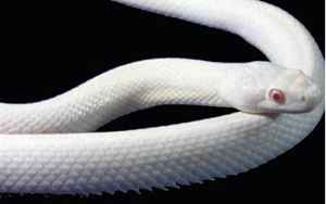 梦见一条大白蛇是什么征兆