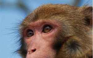 属猴人出生月12种不同命