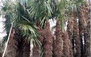 种植棕榈树风水上有什么讲究