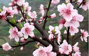 八字桃花有多少种