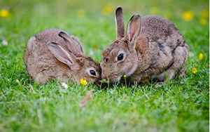 母兔子绕着八字(梦见两只兔子代表着什么)