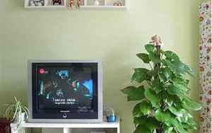 客厅电视两边摆什么植物旺财(绿萝、虎皮兰、发财树)