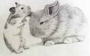 兔子和老鼠属相合不合(兔的死对头是什么生肖)