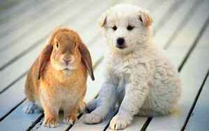 兔和狗属相合不合(兔和狗在一起对谁不利)