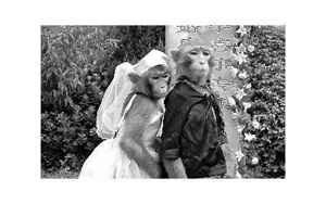 两个猴子结婚好吗(猴猴相配婚姻如何)