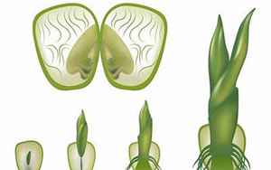 双子叶植物有胚乳吗(如何区分单子叶植物和双子叶植物)