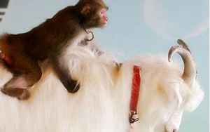 猴和猴的属相合不合(猴和猴婚配怎么样)