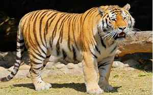 最大的狮子和最大的老虎(世界上最大的老虎是什么虎)