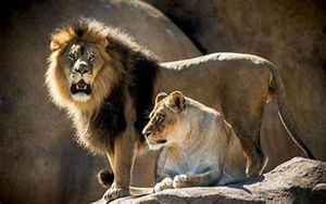 雄狮会和自己的母亲生后代吗(狮王如何对待狮群中女儿)