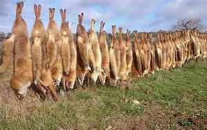 兔子的天敌是什么动物(澳大利亚人兔大战持续上百年)