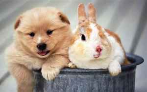 兔和狗(兔和狗的婚配怎样)