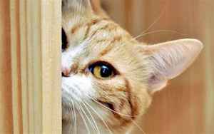 猫在家门口叫预示什么(猫在门口叫预示坏事)
