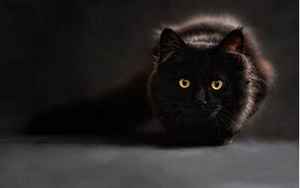 梦见黑猫是什么预兆周公解梦(梦见大黑猫代表什么意思)