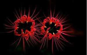 十二星座专属黑暗之花(代表十二星座的死亡之花是什么花)