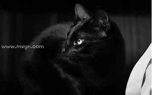 梦见黑色的猫(梦到黑色的猫什么预兆)
