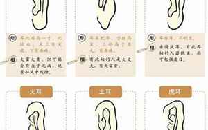 耳朵类型(耳朵有几种类型)