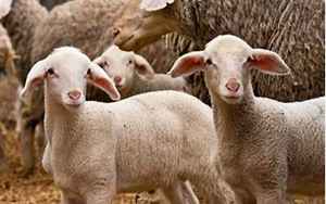 羊的寿命最长是多少年(繁殖能力如何)