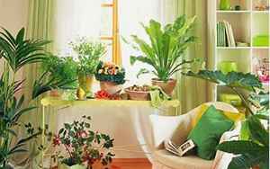 卧室适合养什么花和植物好(适合养在卧室里的绿植)